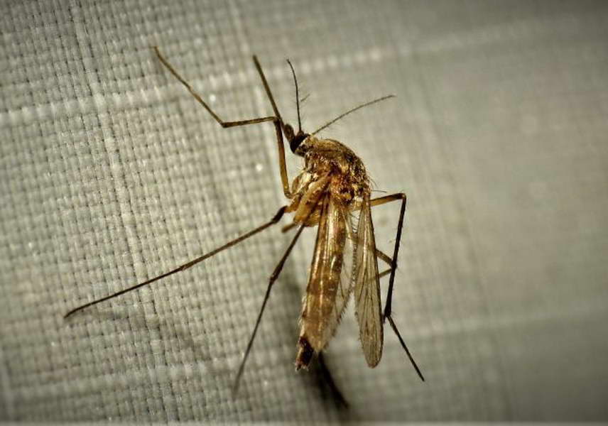 Од петок до понеделник, во Прилеп ќе се прска против комарци