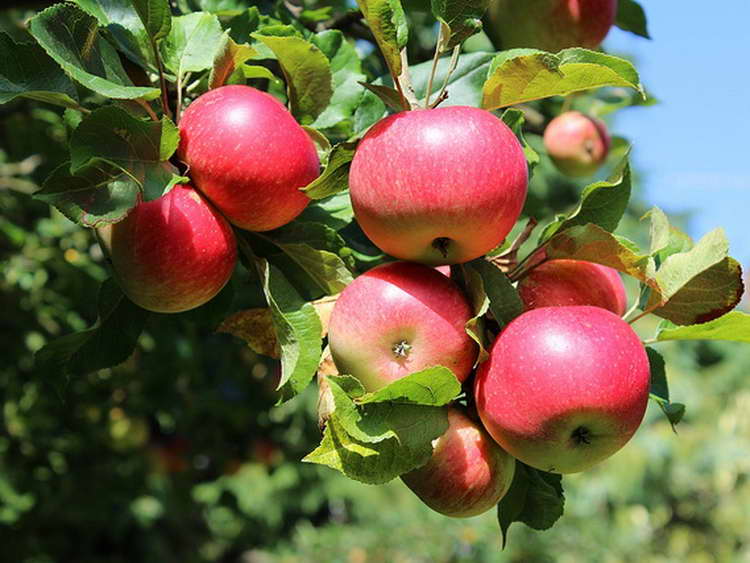 МЗШВ: Штетите на јаболковите насади во Преспанскиот регион се до 80 проценти