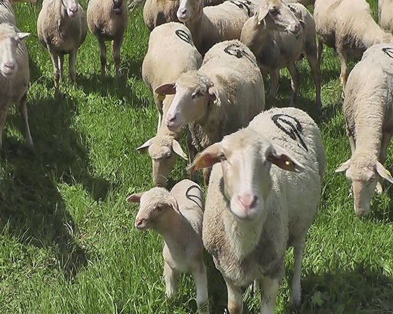 Забранет увоз на месо, млеко од овци и кози, како и на животни од Бугарија