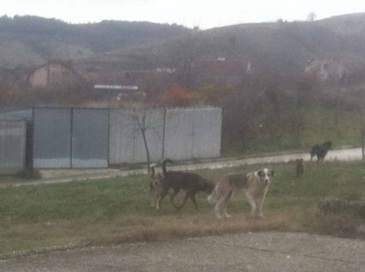 Општина Битола системски ќе го решава проблемот со кучињата скитници