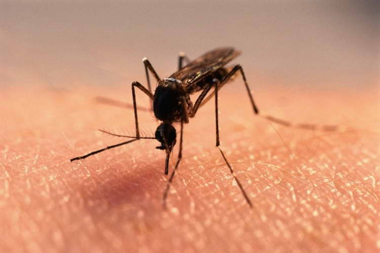 Во Прилеп ќе се изведува третата фаза за прскање против комарци