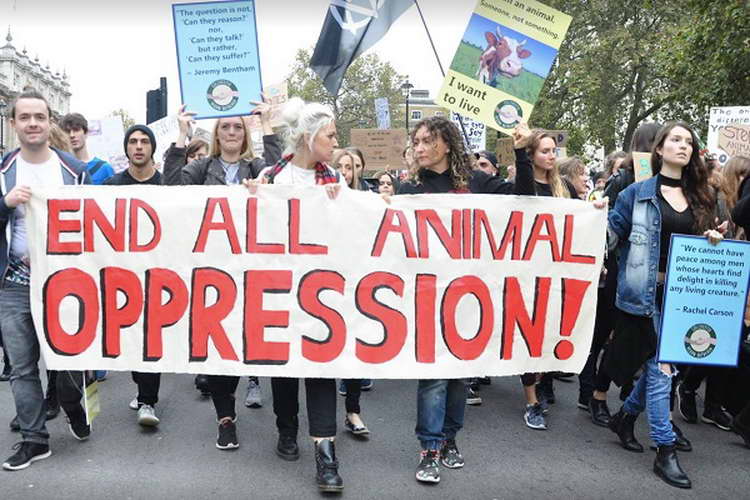 Протест на организациите за права на животните