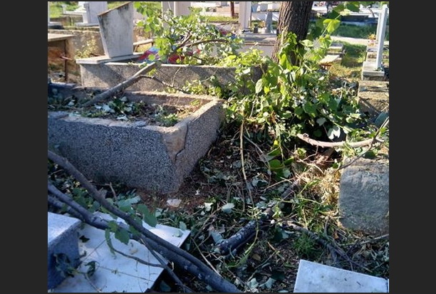 Берачите на липов цвет ги соголија липите на Градските гробишта во Прилеп