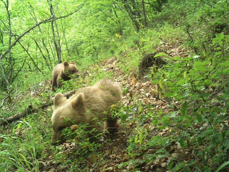 Кафеави мечиња „уловени“ со фото-замката во Националниот парк Маврово