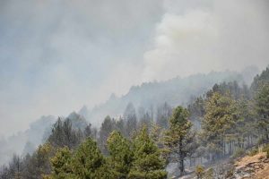 Нов пожар во околината на Прилеп, гори шумата над манастирот во село Селце