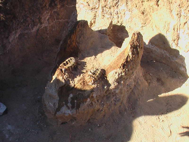 Палеонтолошкиот локалитет Стамер прогласен за природна реткост