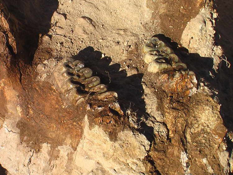 Фосилите од Стамер на изложба во Делчево