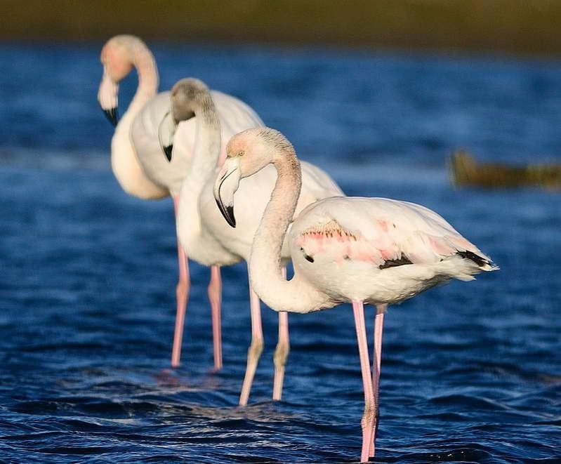 Пет розови фламинга одмораат во Преспа