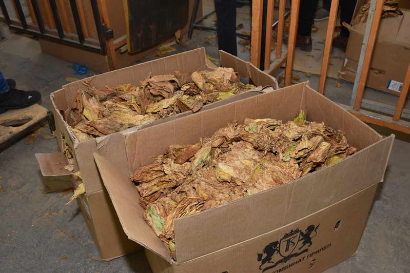 СДСМ: Откупот на тутун заврши во рекордно време со цена од 290 денари по килограм