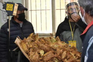 Започна откупот на тутун, годинешната реколта е „тешка“ 23.000 тони
