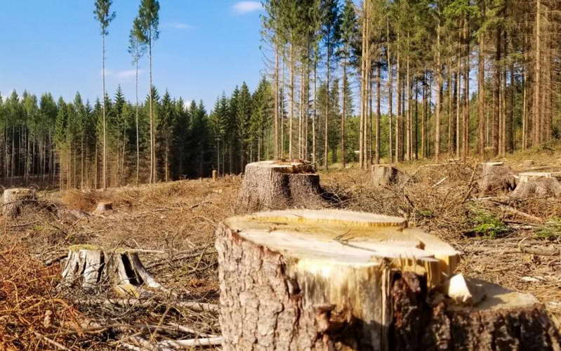 Нелегалната сеча ги пустоши шумите во Северна Македонија