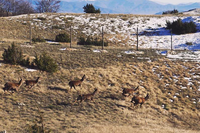 Во националниот парк Галичица расте бројот на единки на европски елен