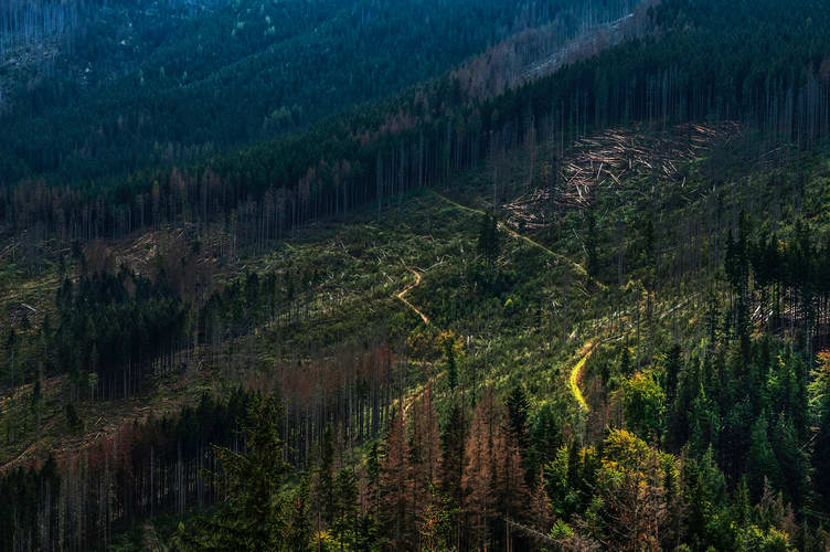 По страшниот рекорд од 2019, дивата сеча на шумите лани делумно ставена под контрола [инфографик]