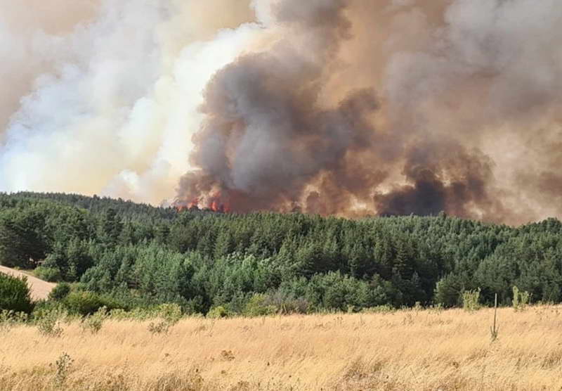 Милионски штети од пожарите, потребни пет децении за обнова на шумите