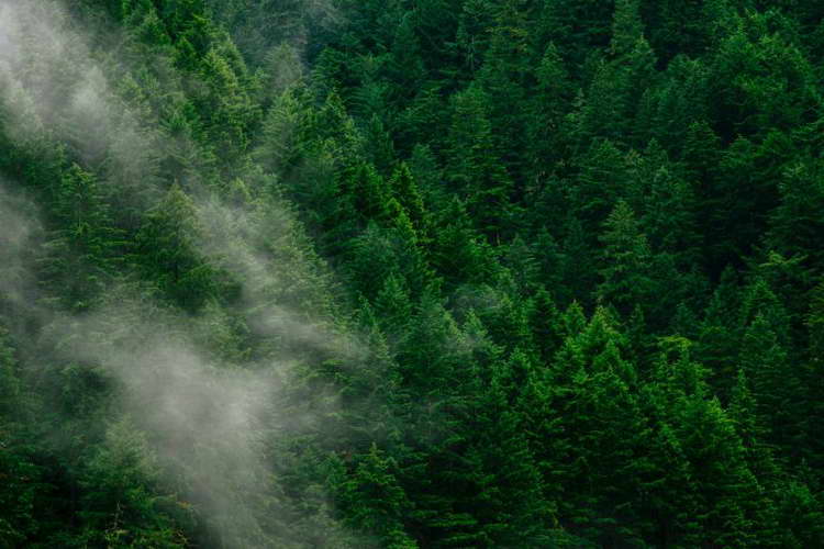 Во заштита на шумите за пет години сме инвестирале само 480.000 евра, не е чудо што ги снемува
