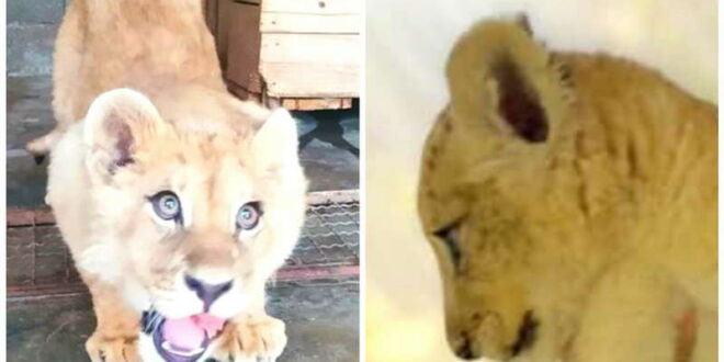 Ветеринарот што го прегледа црногорскиот Симба не ја отфрла можноста да е истото лавче што се појави во Куманово