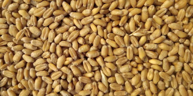 Во домашните млинови има залиха од 45.000 тони пченица, доволни се до следната реколта