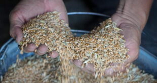 Кој е одговорен за кризата со жито?