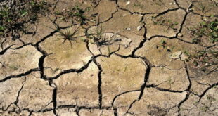 Делови од Европа страдаат од суша, во Велика Британија прогнозите се дека ќе трае до октомври