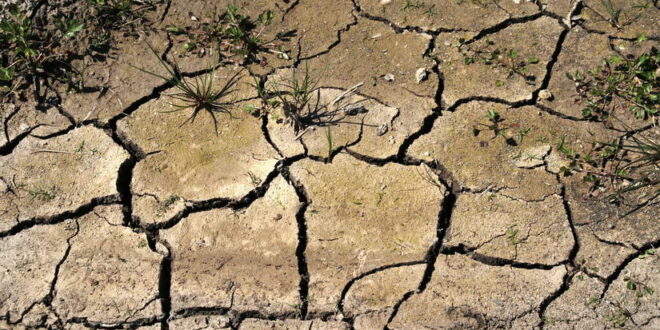 Делови од Европа страдаат од суша, во Велика Британија прогнозите се дека ќе трае до октомври