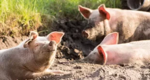 домашни животни свињи биогориво
