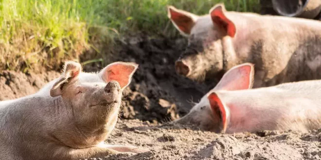 домашни животни свињи биогориво