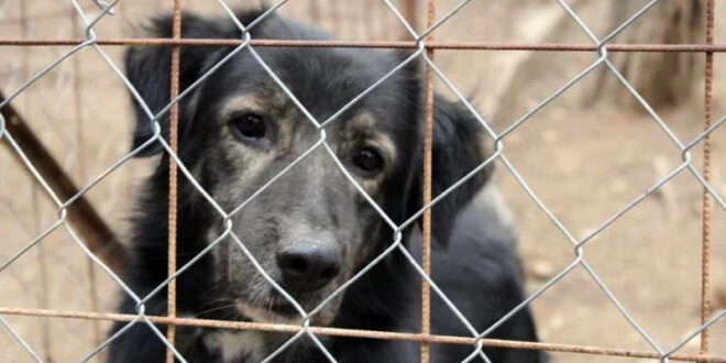 Јужна Кореја ќе го забрани производството и продажба на кучешко месо