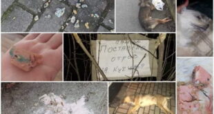 Mинимални казни за трујачите, неодговорните сопственици и за мачењето животни